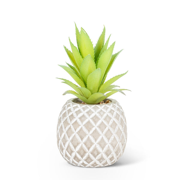 is a pineapple plant a succulent Pineapple Succulent
