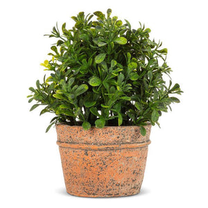 Boxwood Plant in Pot