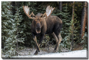 Bull Moose Canvas 30x45