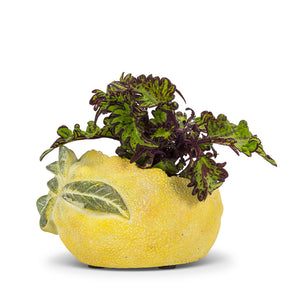 Lemon Planter