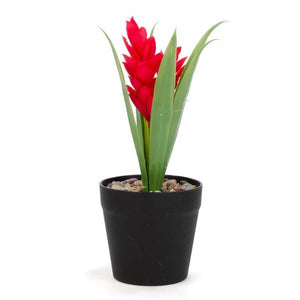 Red Flower in Black Pot