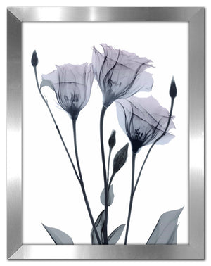 Midnight Gentian 12 x 16