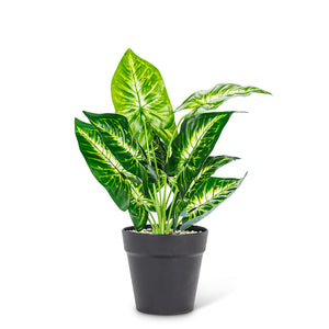 Large Varigated Leaf Plant