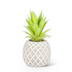 Pineapple Succulent